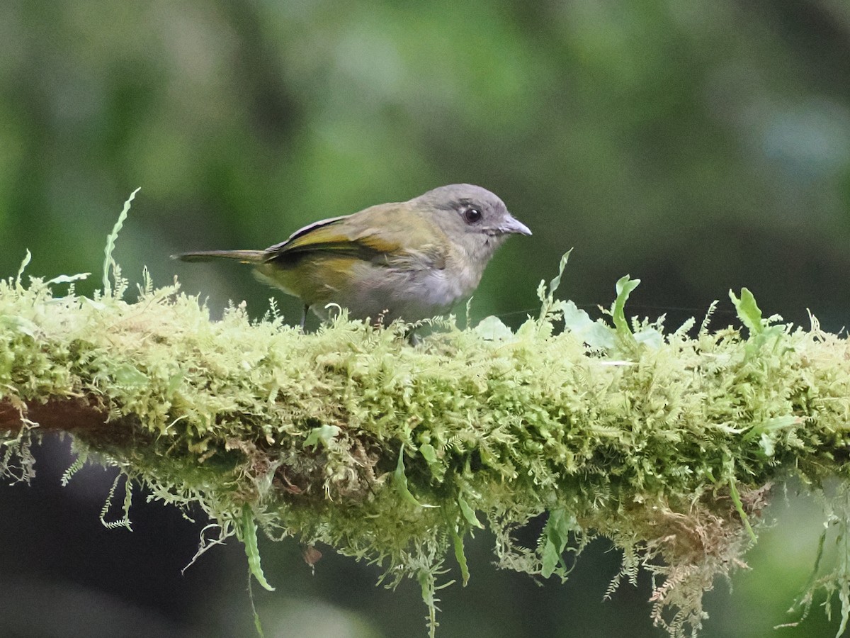Dusky Chlorospingus - ML641610555