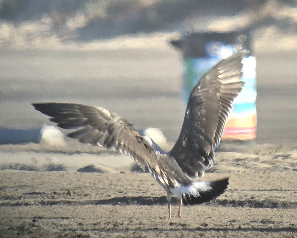 Lesser Black-backed Gull - ML641610558