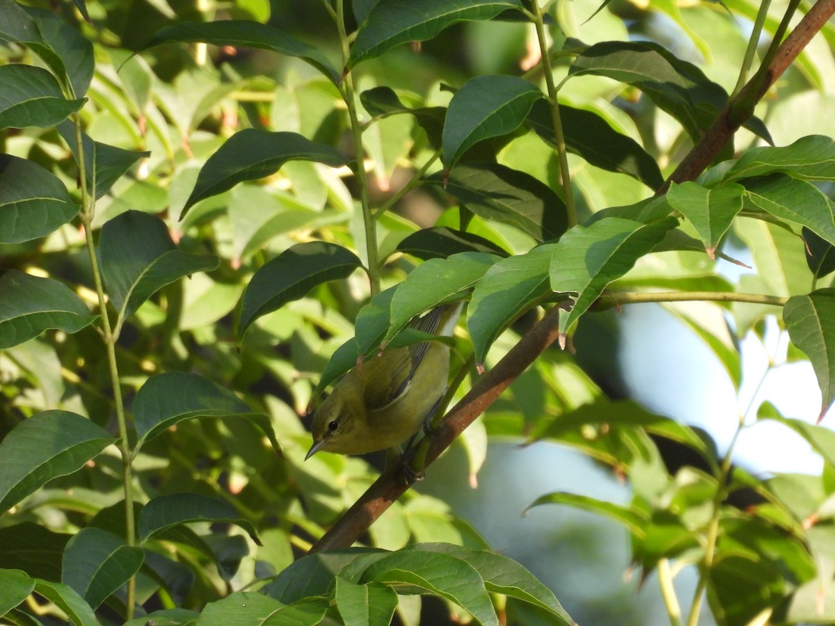 Tennessee Warbler - ML641610559