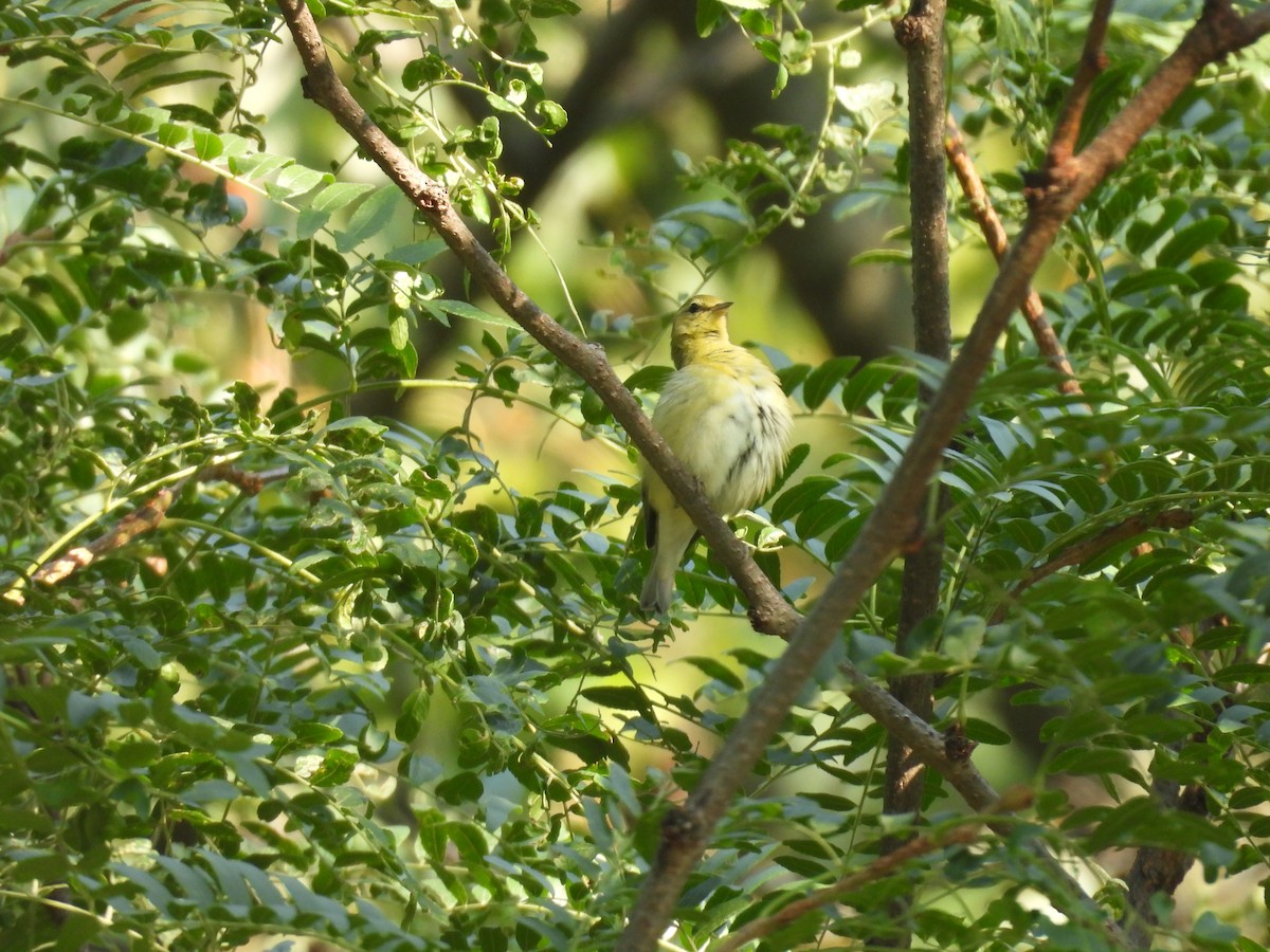 Tennessee Warbler - ML641610561
