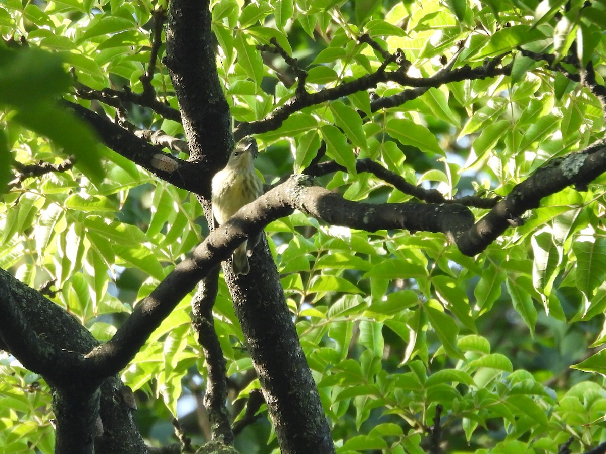 Cape May Warbler - ML641610573