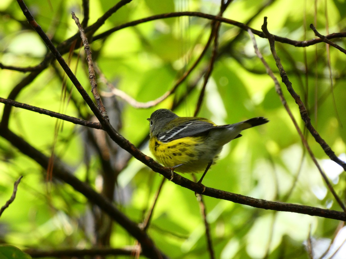 Magnolia Warbler - ML641610580