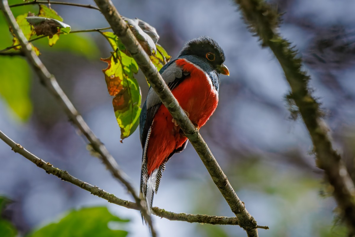 Trogon rosalba - ML641610589