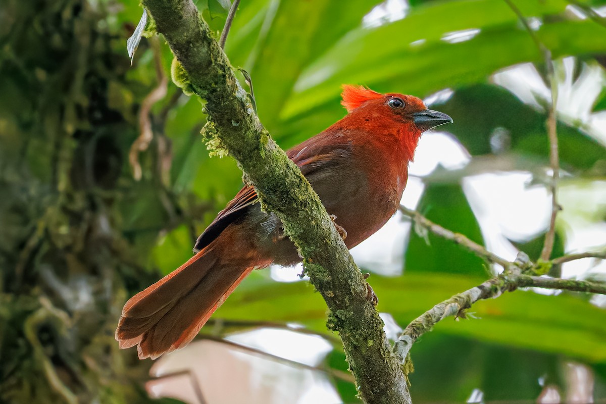 Crested Ant-Tanager - ML641610644