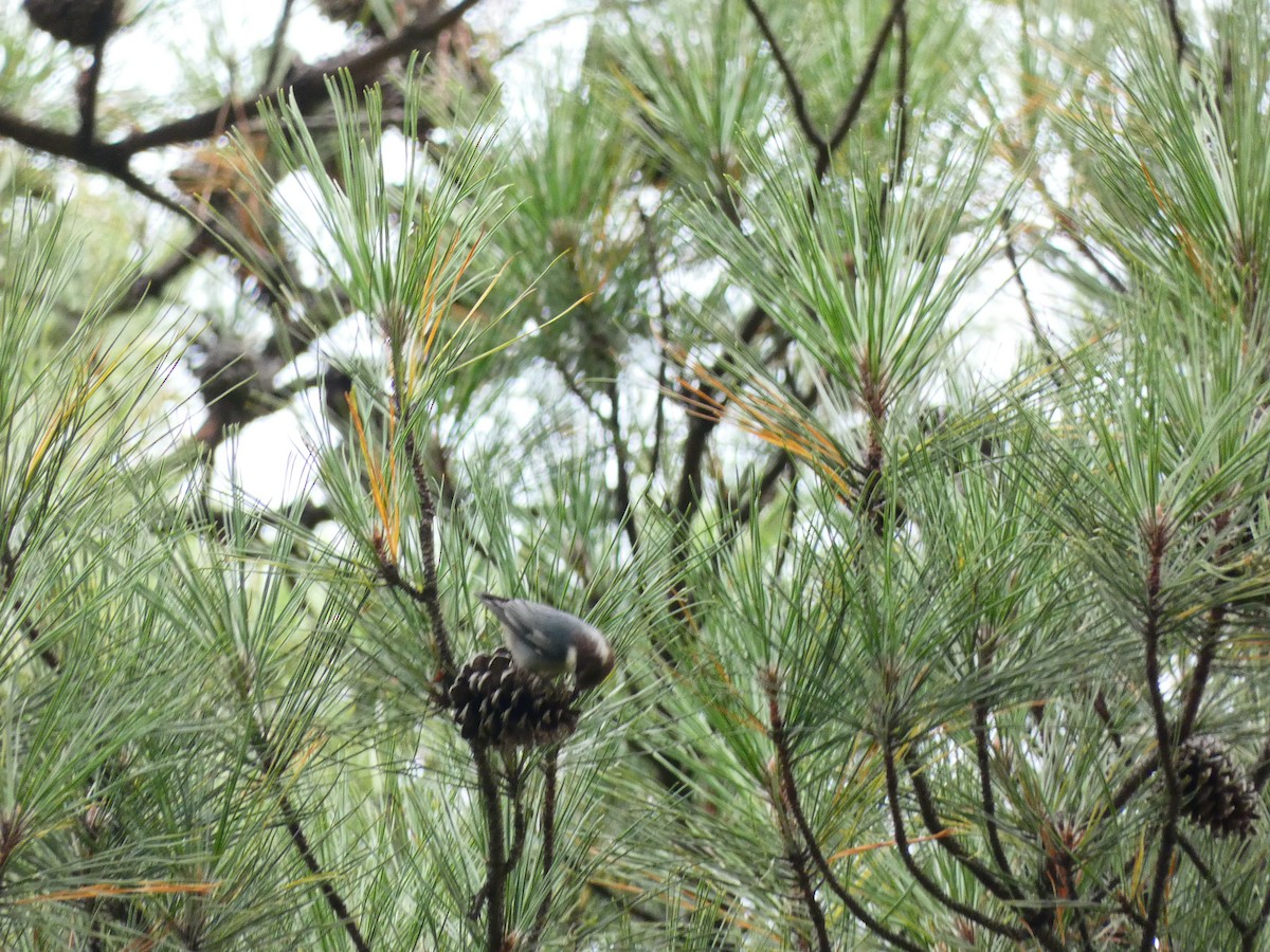 Brown-headed Nuthatch - ML641610667