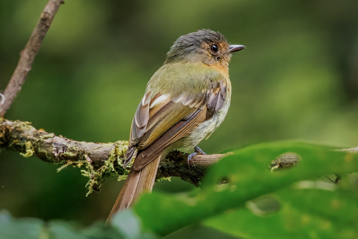 Rufous-breasted Flycatcher - ML641610679