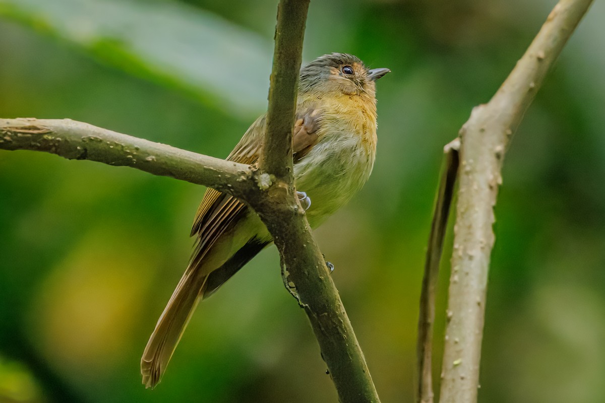 Rufous-breasted Flycatcher - ML641610680