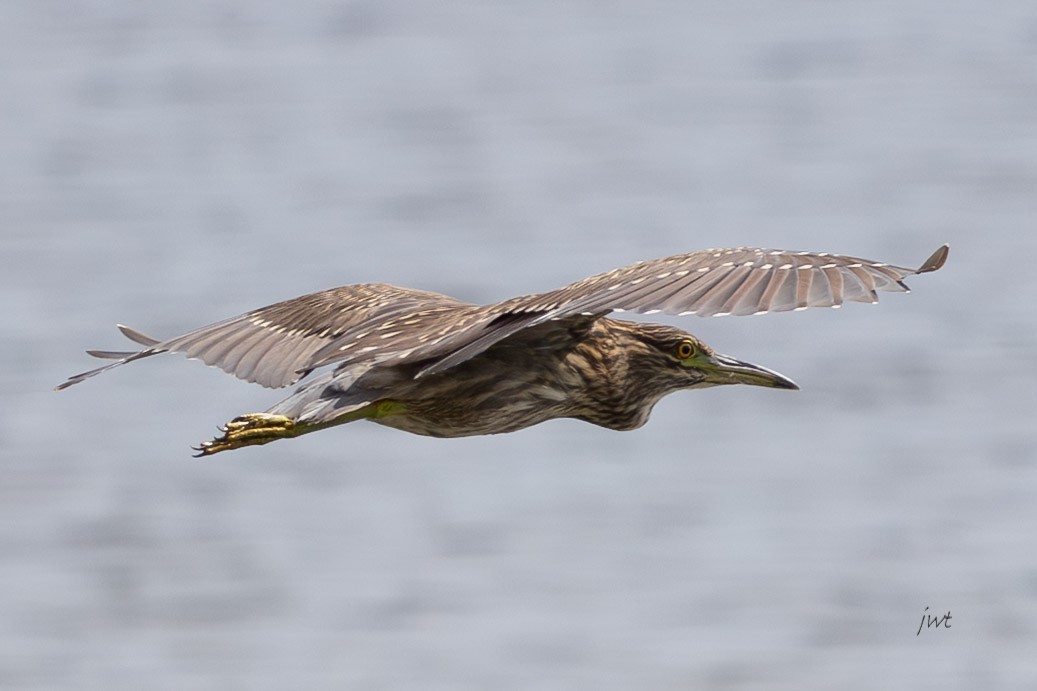 Black-crowned Night Heron - ML641610689