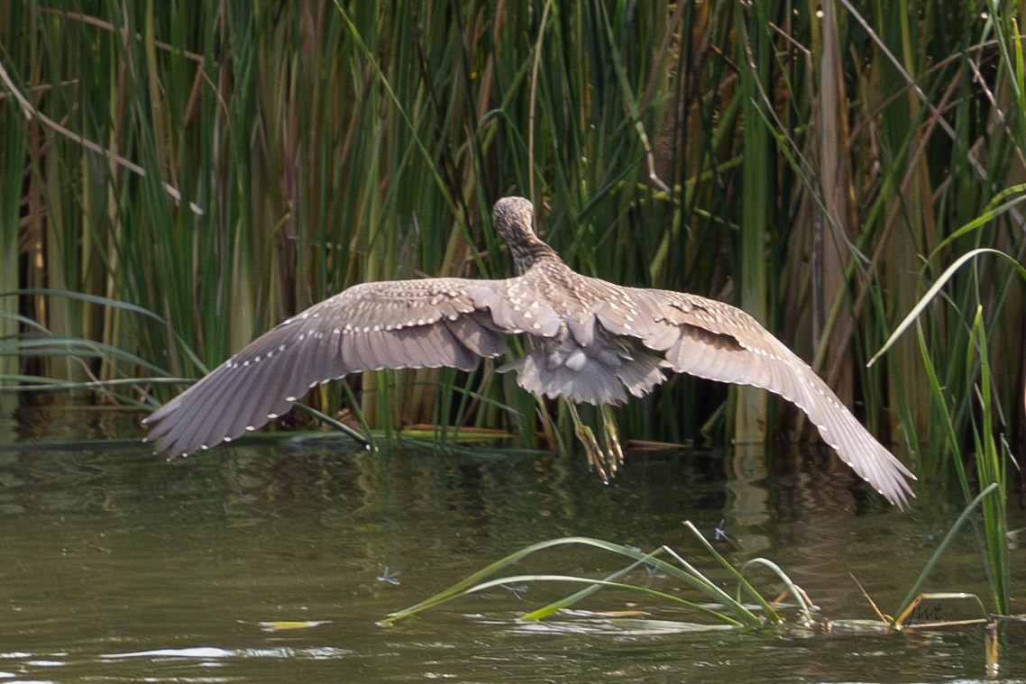 Black-crowned Night Heron - ML641610690