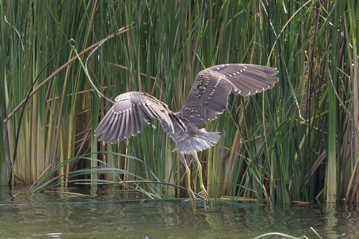Black-crowned Night Heron - ML641610691