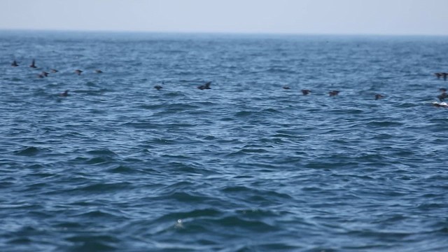 Crested Auklet - ML641610692