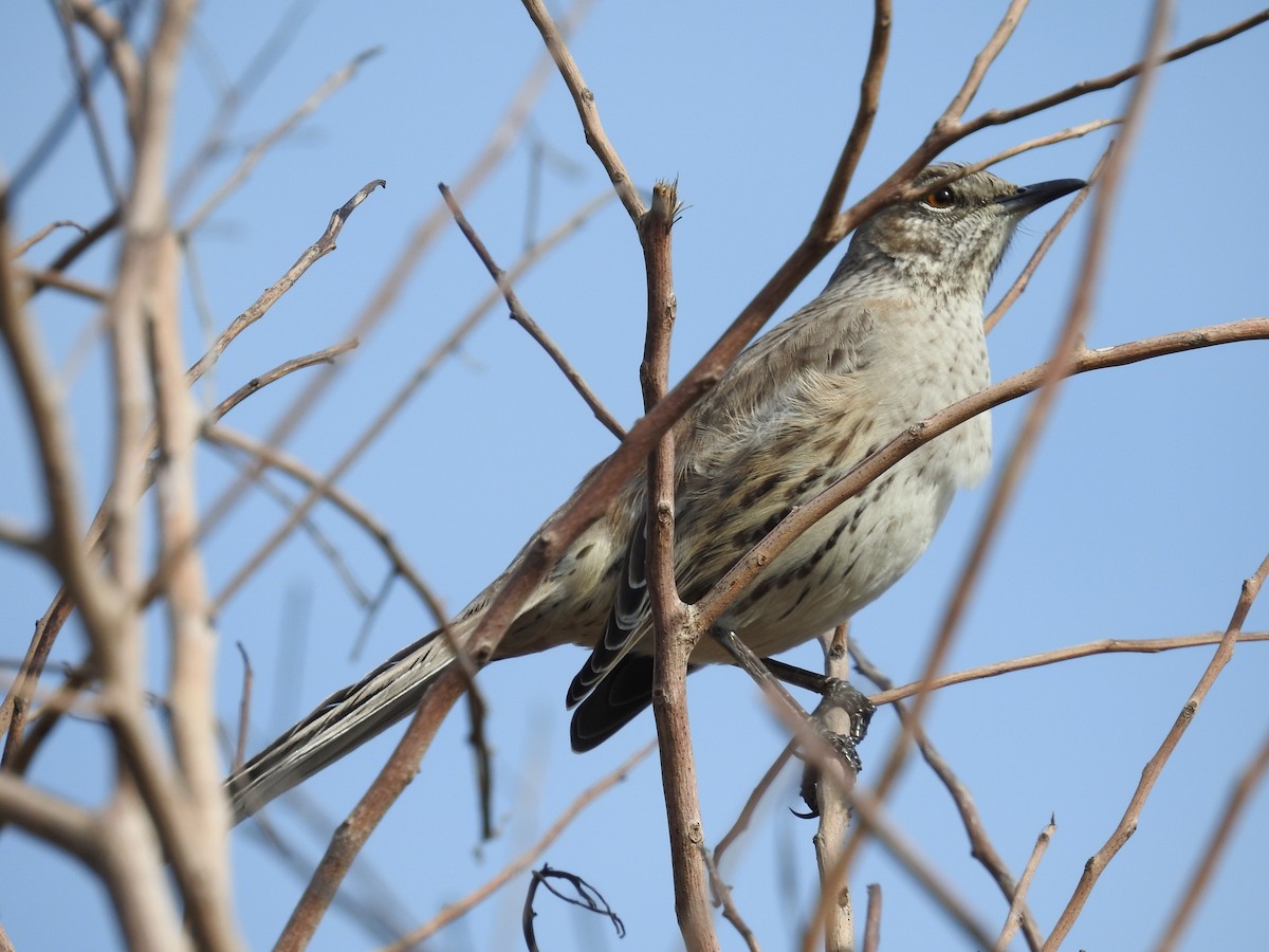 bahamasspottefugl - ML641610694