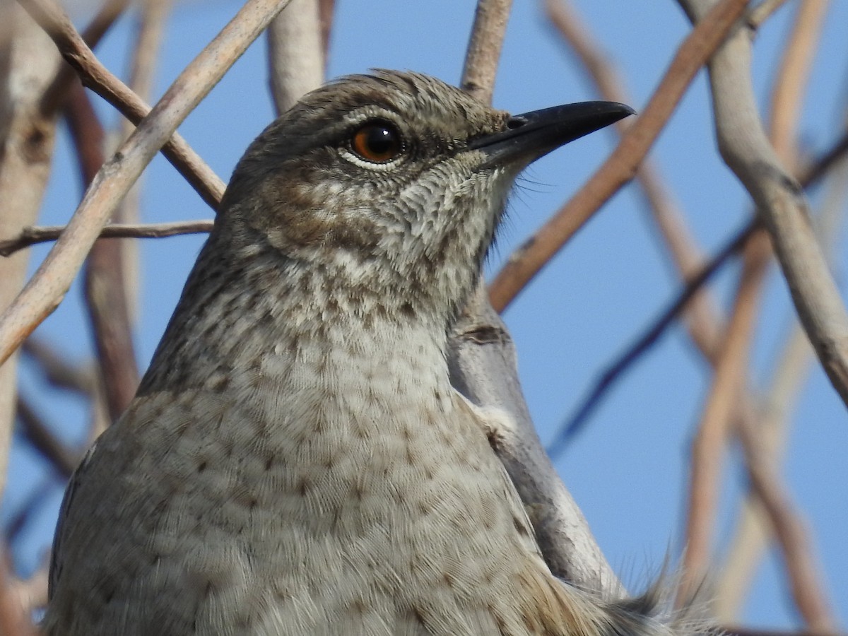 bahamasspottefugl - ML641610701
