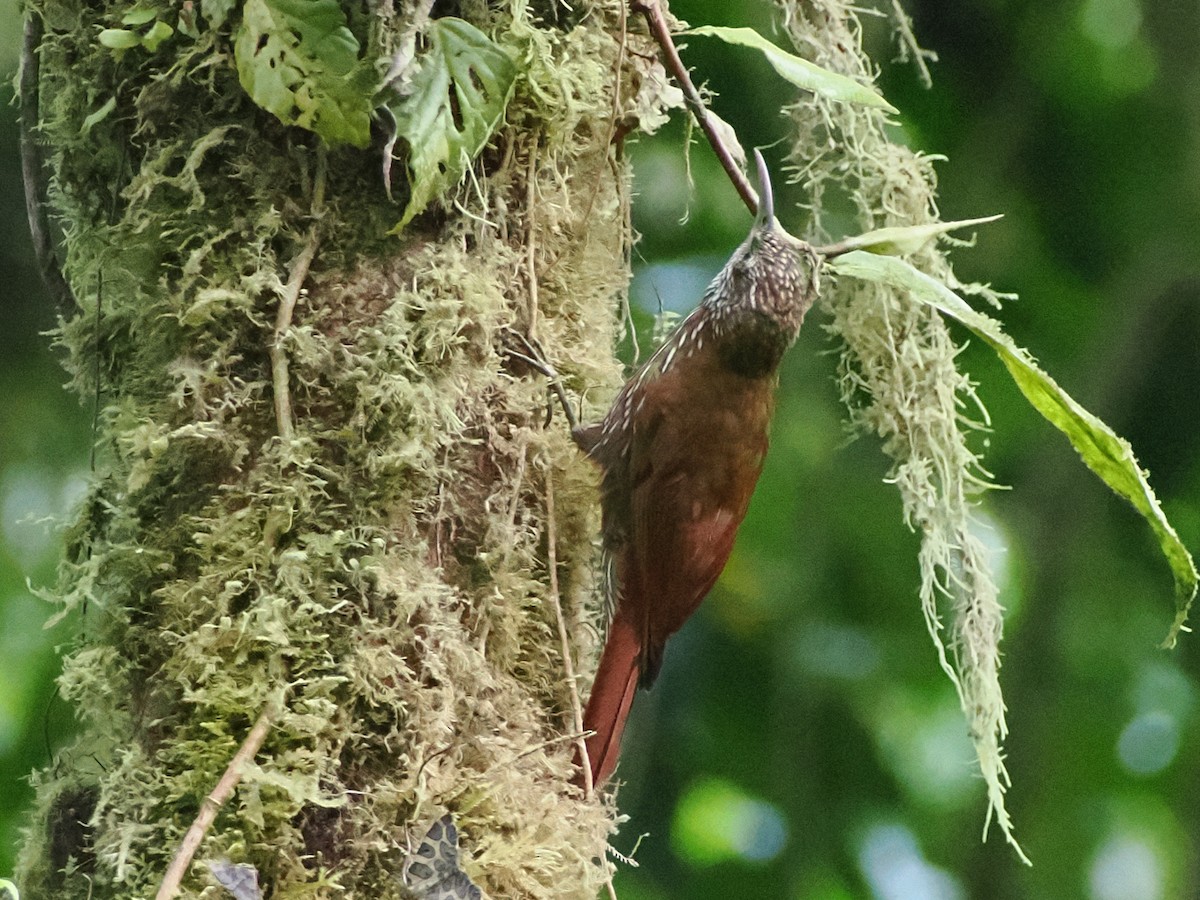 Montane Woodcreeper - ML641610705