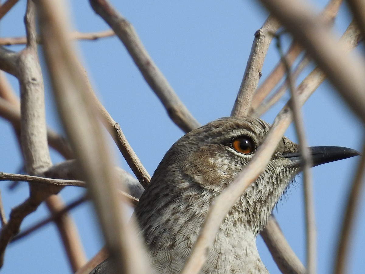 bahamasspottefugl - ML641610707