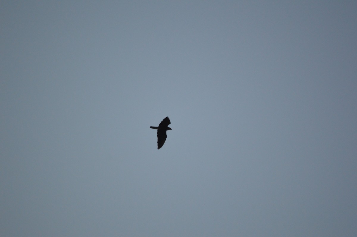 Bat Hawk - ML641610708