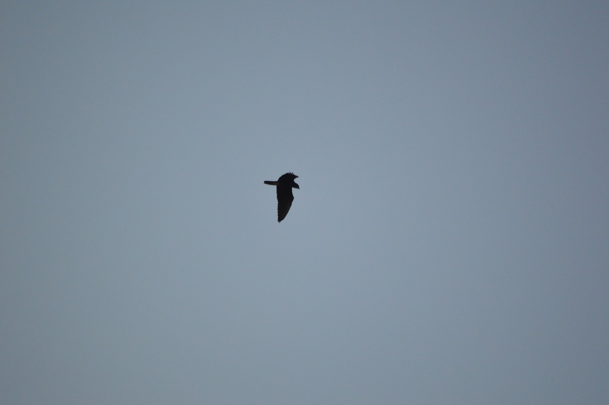 Bat Hawk - ML641610709