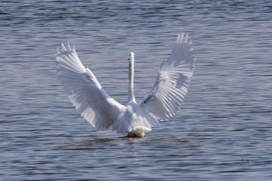 Great Egret - ML641610716