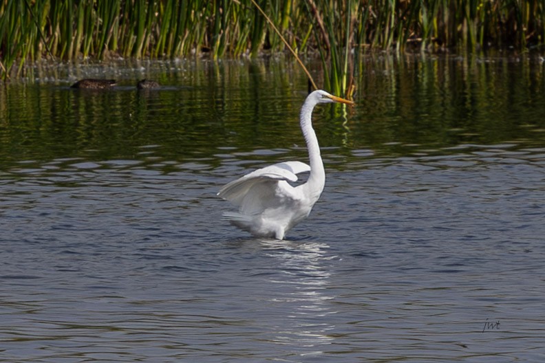 Great Egret - ML641610717