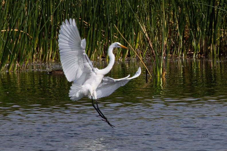 Great Egret - ML641610718