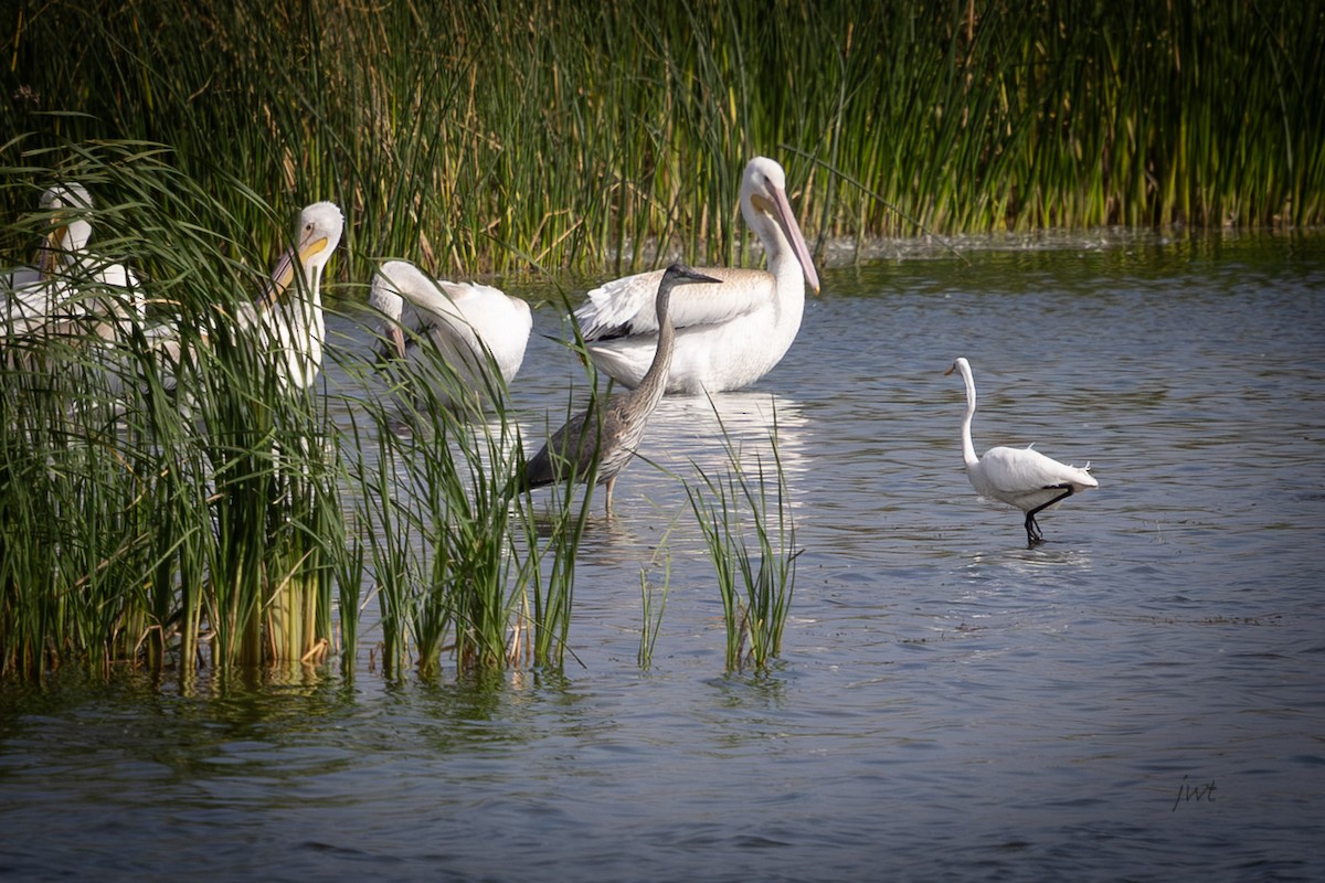 Great Egret - ML641610719