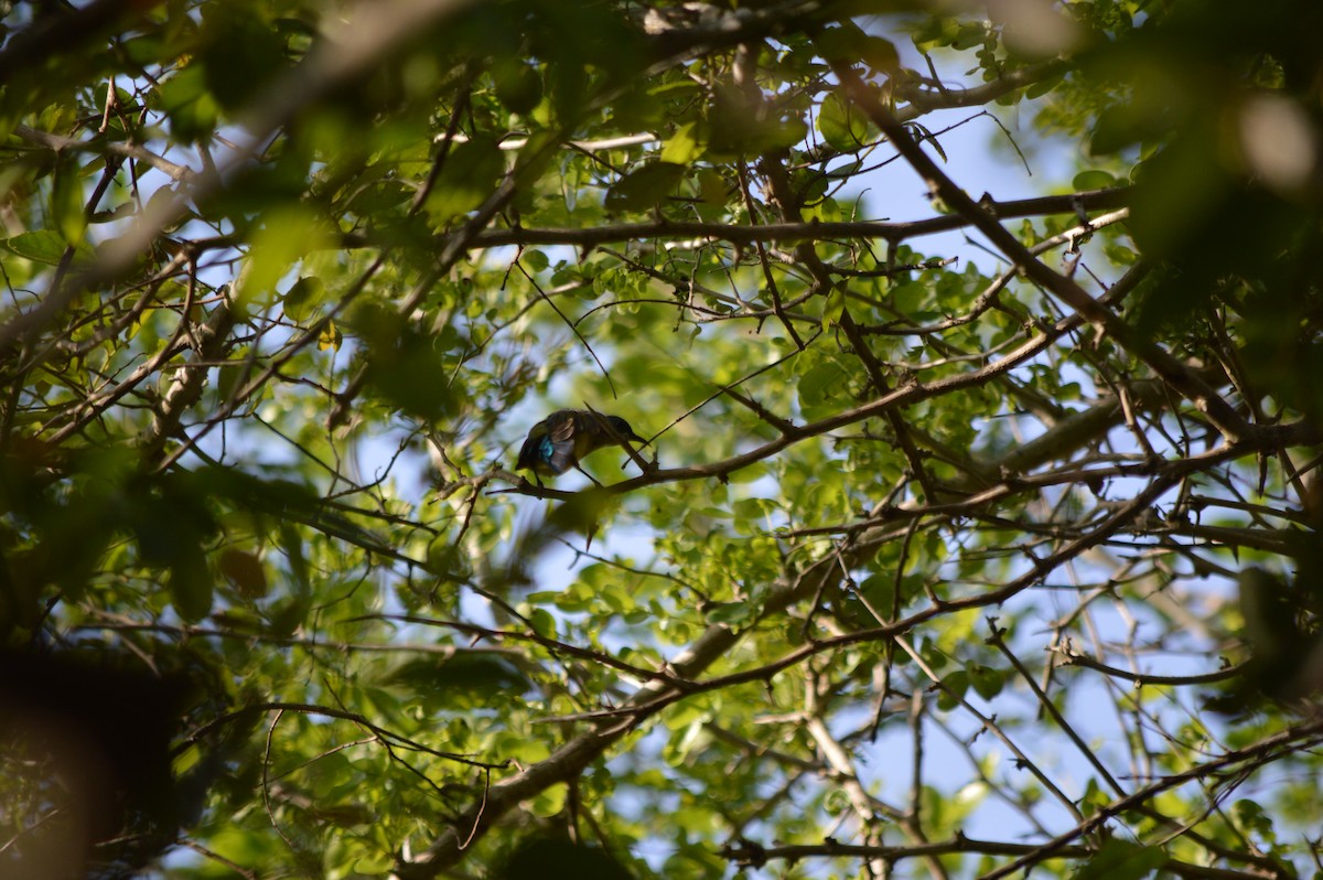 Collared Sunbird - ML641610720