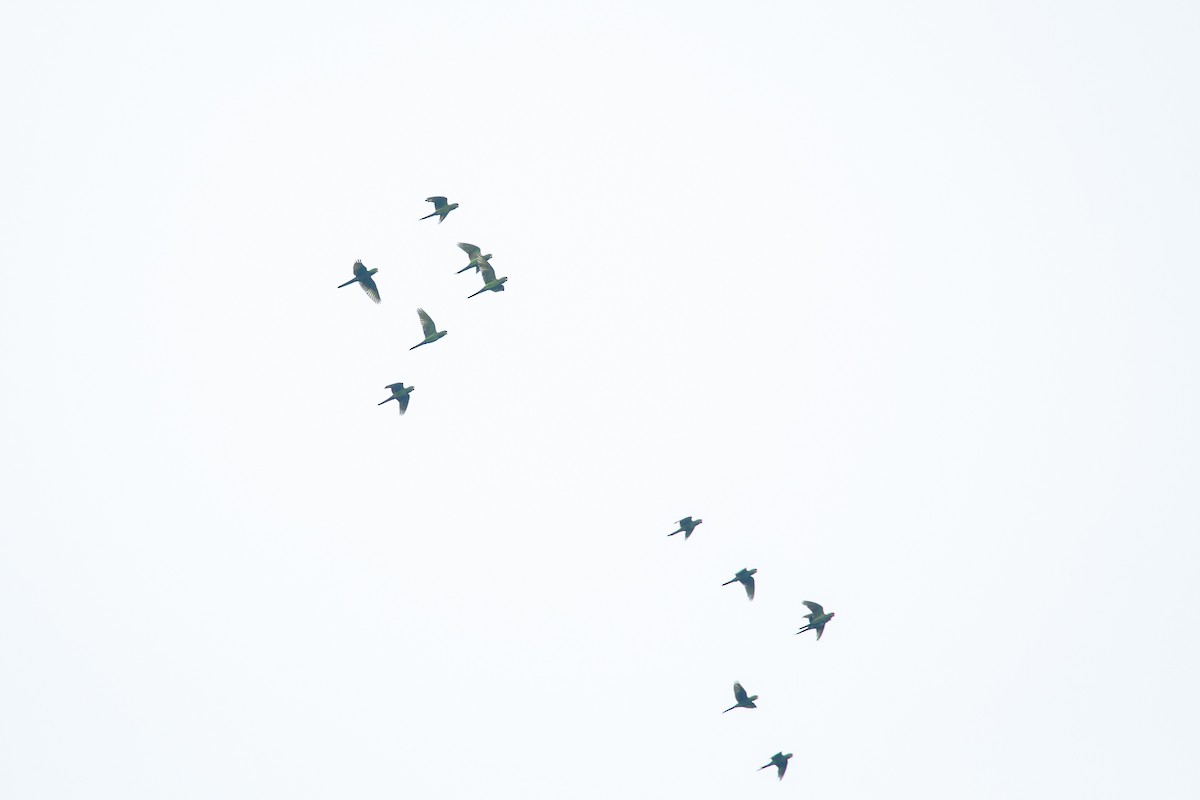 Scarlet-fronted Parakeet - ML641610746