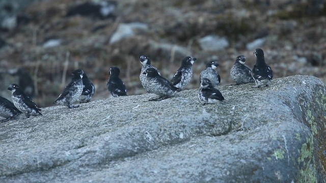 Least Auklet - ML641610757