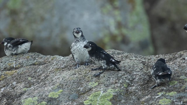Least Auklet - ML641610761