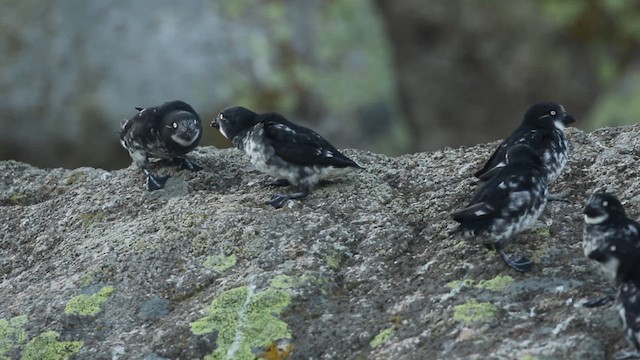 Least Auklet - ML641610763