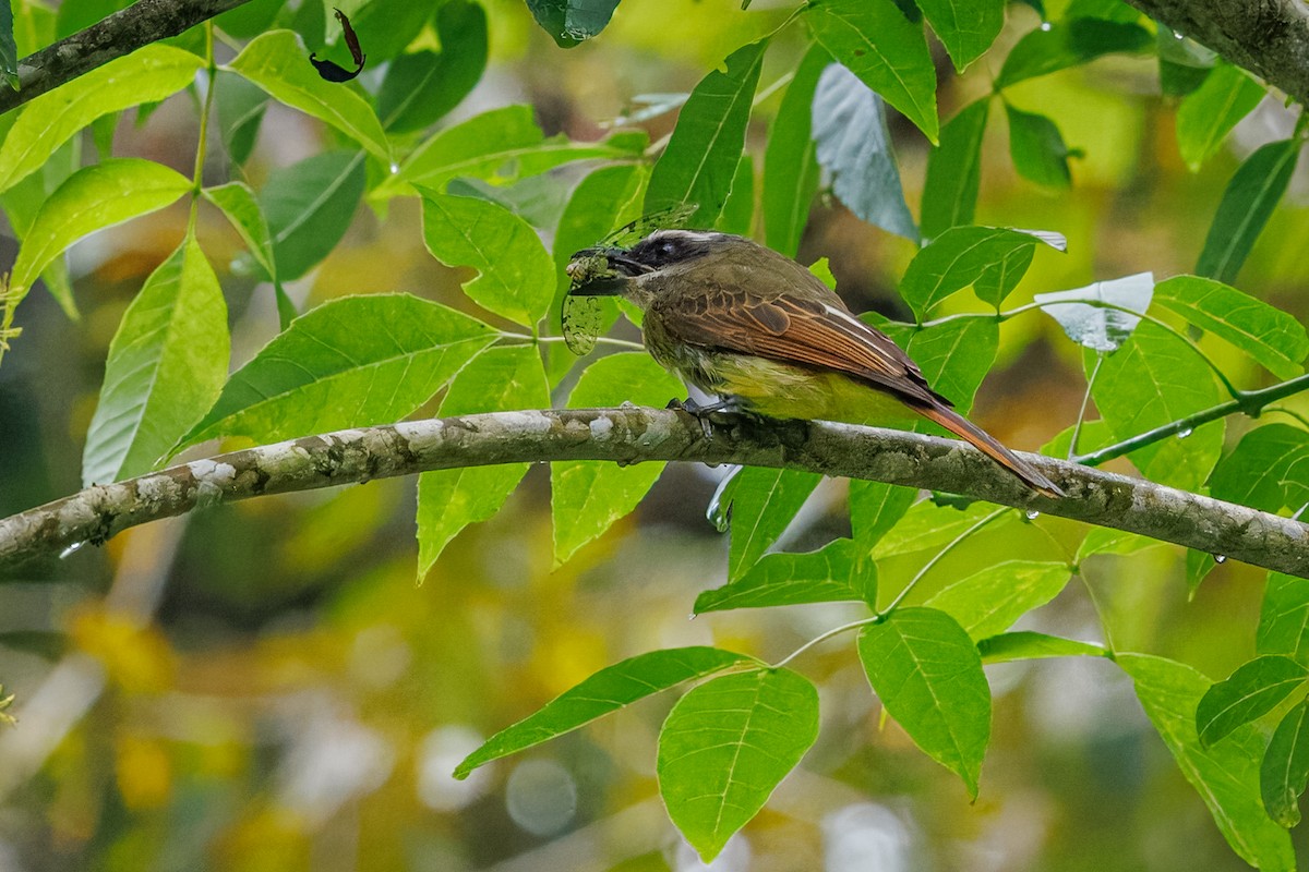 Golden-bellied Flycatcher - ML641610776