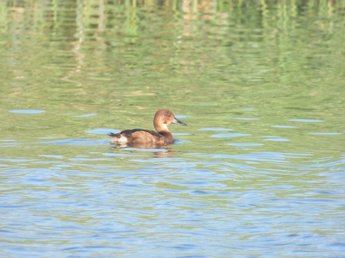 Ferruginous Duck - ML641610784