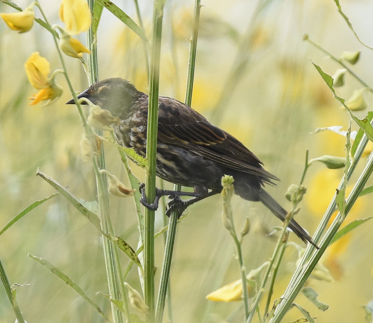 Red-winged Blackbird - ML641610794