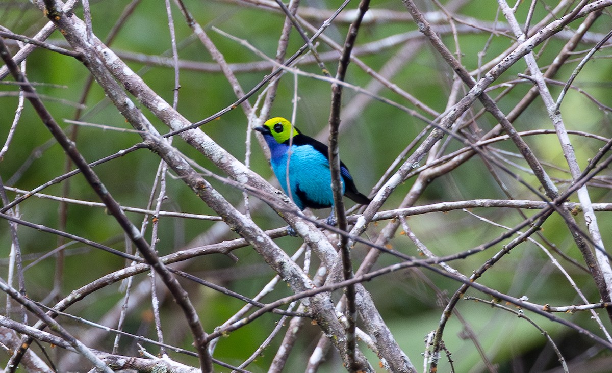 Paradise Tanager - ML641610801