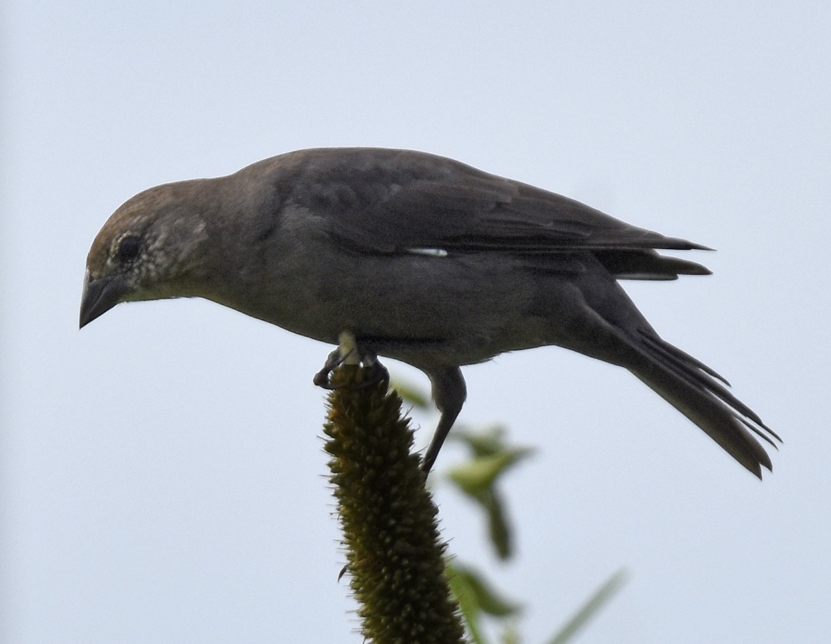 Brown-headed Cowbird - ML641610804