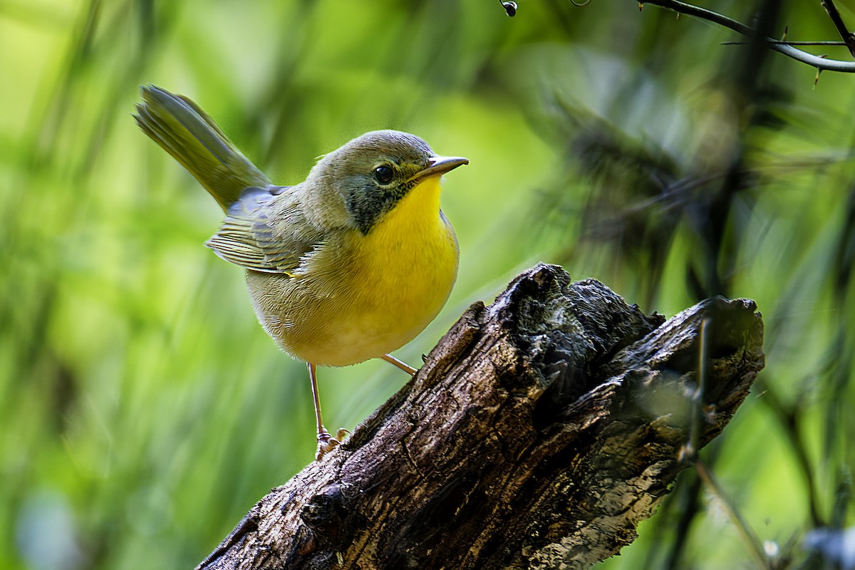 Common Yellowthroat - ML641610837