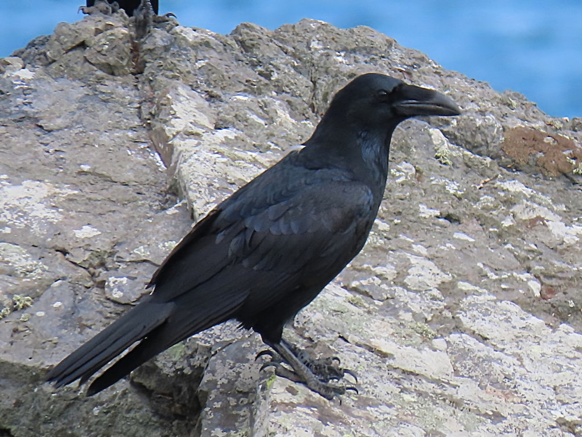 Common Raven - ML641610976