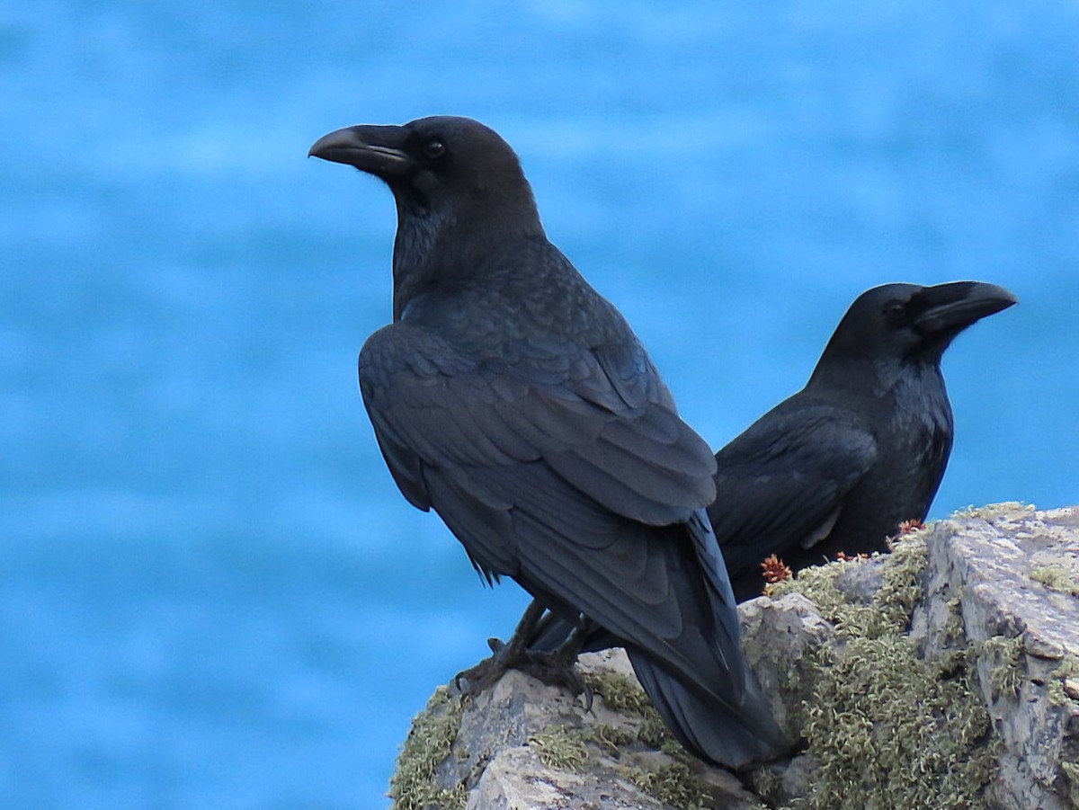 Common Raven - ML641610977