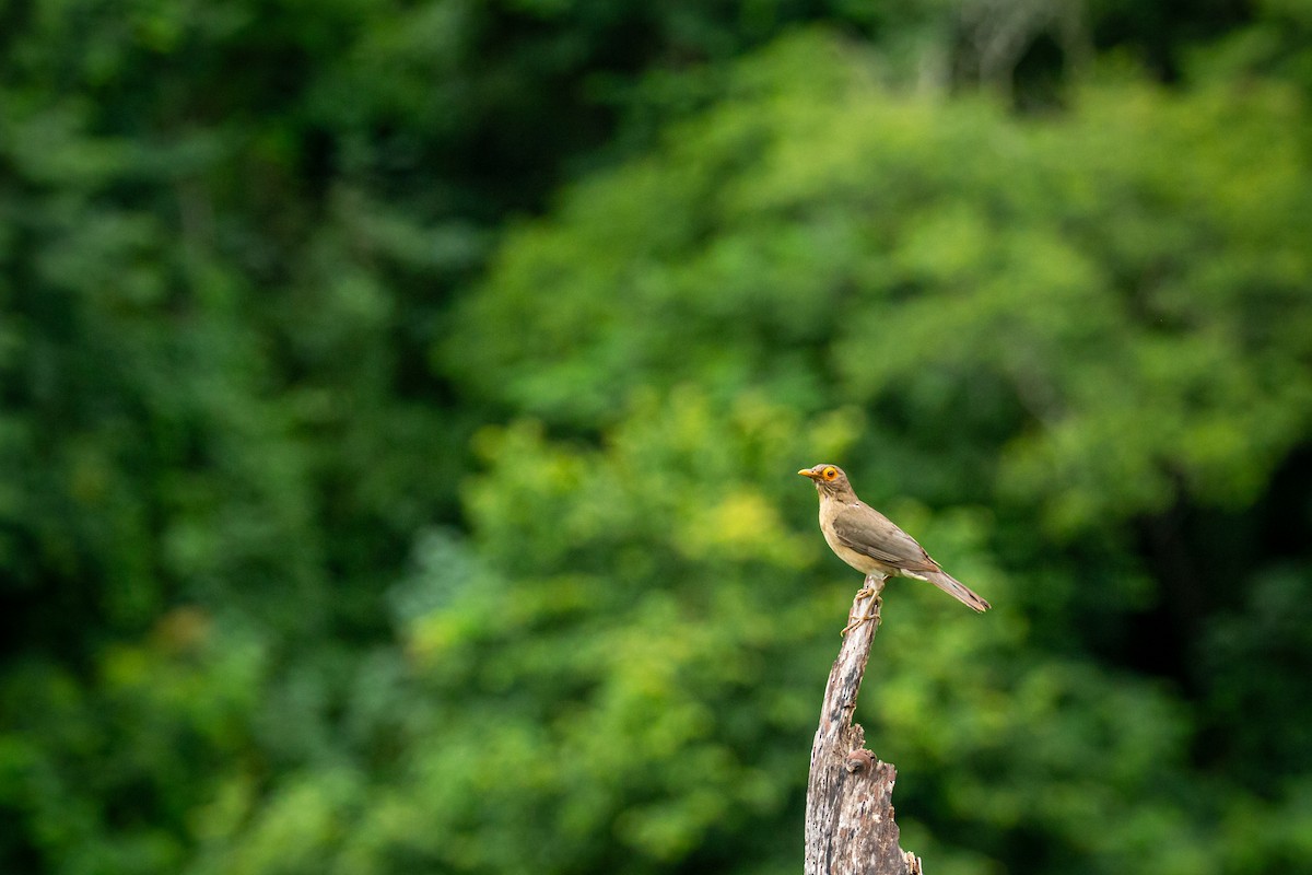 Spectacled Thrush - ML641610978