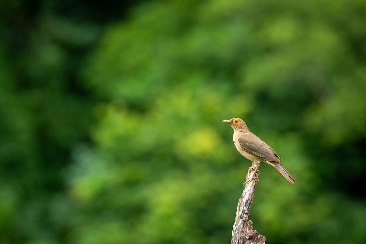 Spectacled Thrush - ML641610979