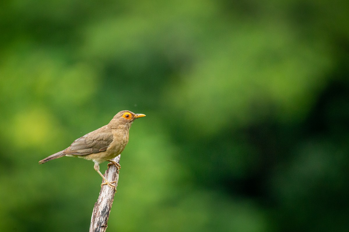 Spectacled Thrush - ML641610980
