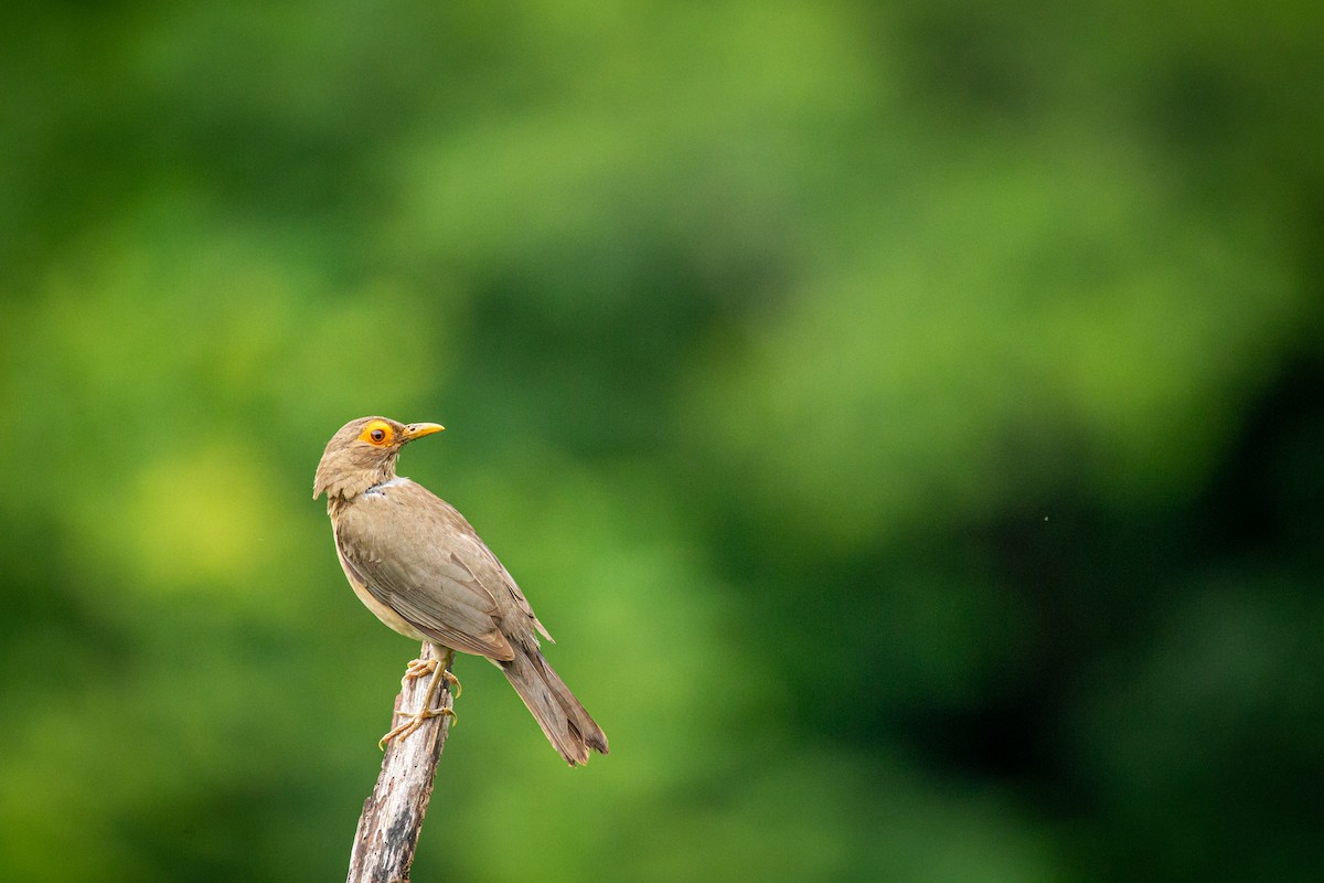 Spectacled Thrush - ML641610981