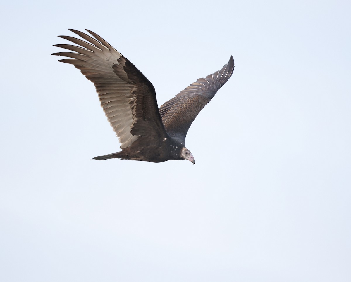 Turkey Vulture - ML641610995