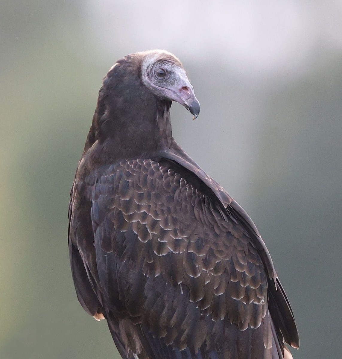Turkey Vulture - ML641611000