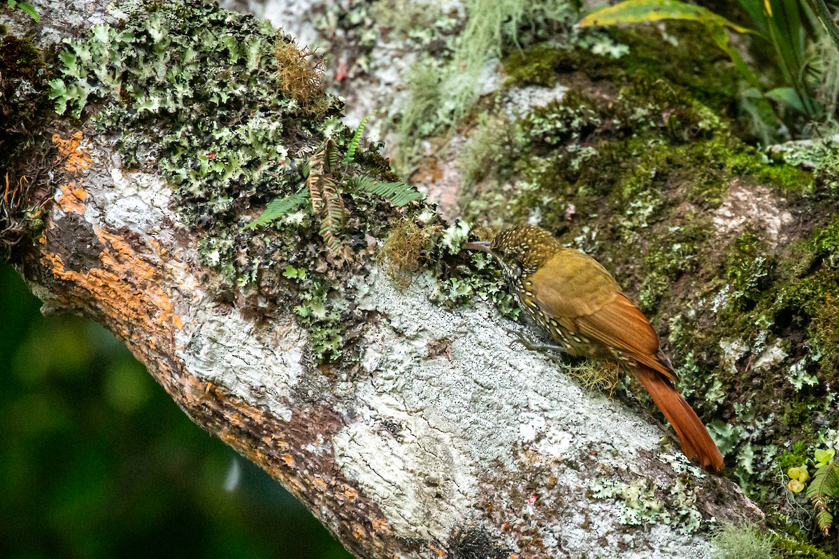 Montane Woodcreeper - ML641611068