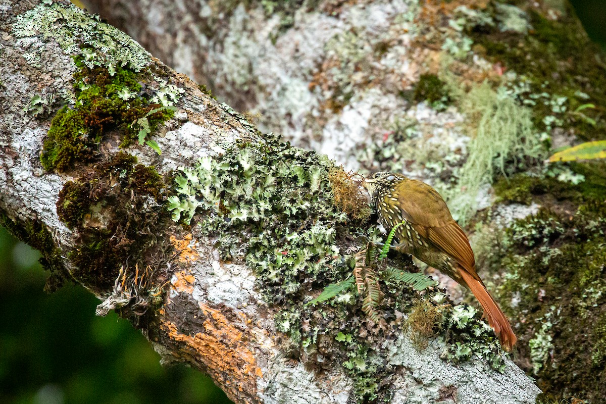 Montane Woodcreeper - ML641611069