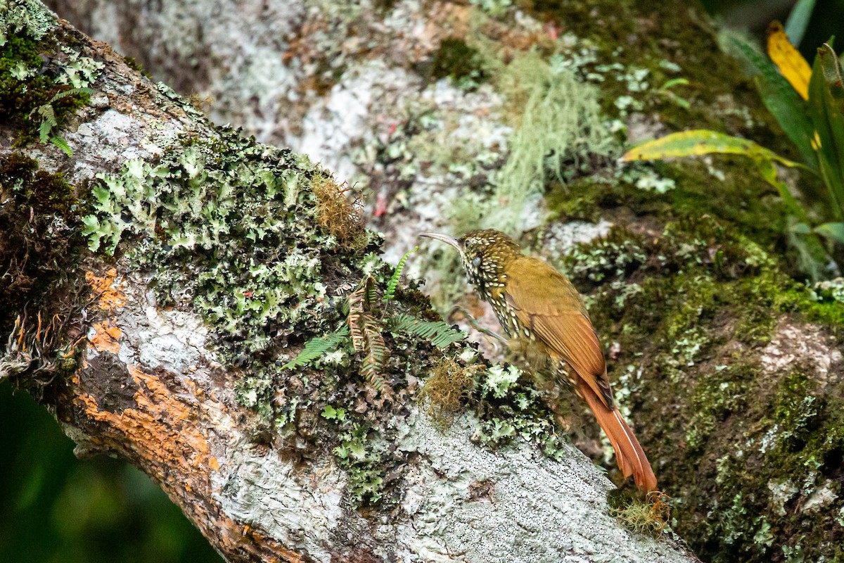 Montane Woodcreeper - ML641611070