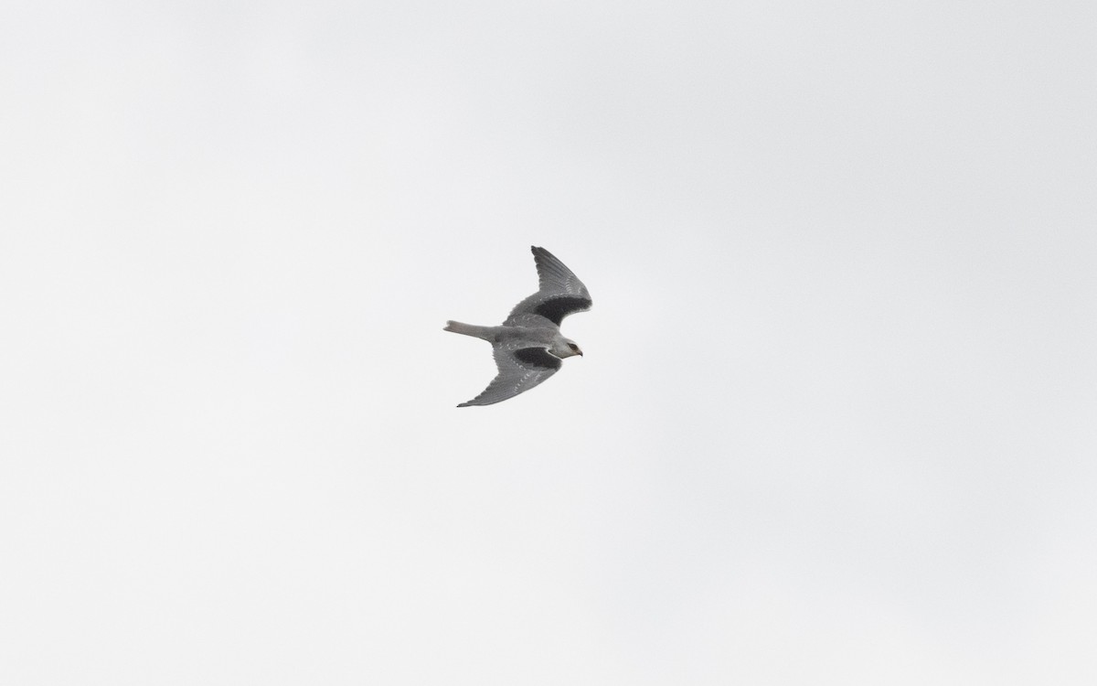 Black-winged Kite - ML641611095
