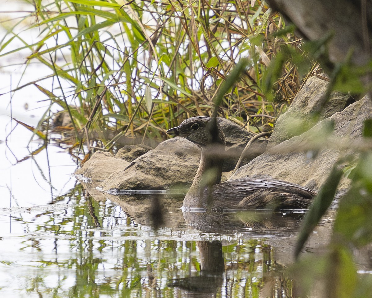 Pied-billed Grebe - ML641611100