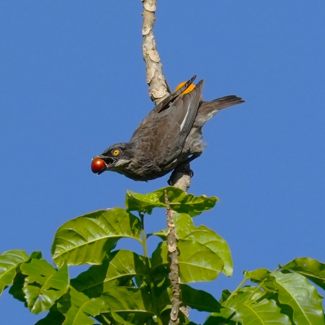 Polynesian Starling - ML641611106